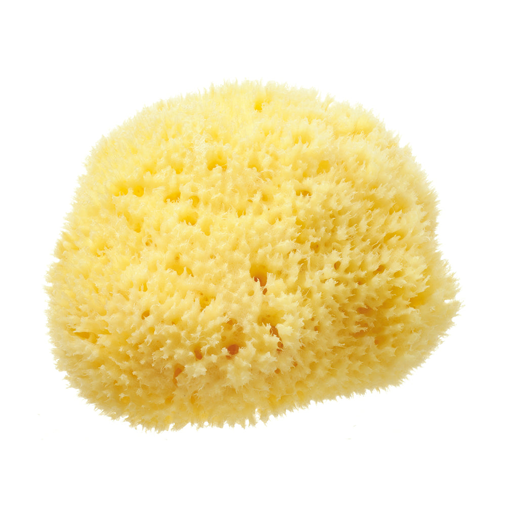Honeycomb Mediterranean Sponge