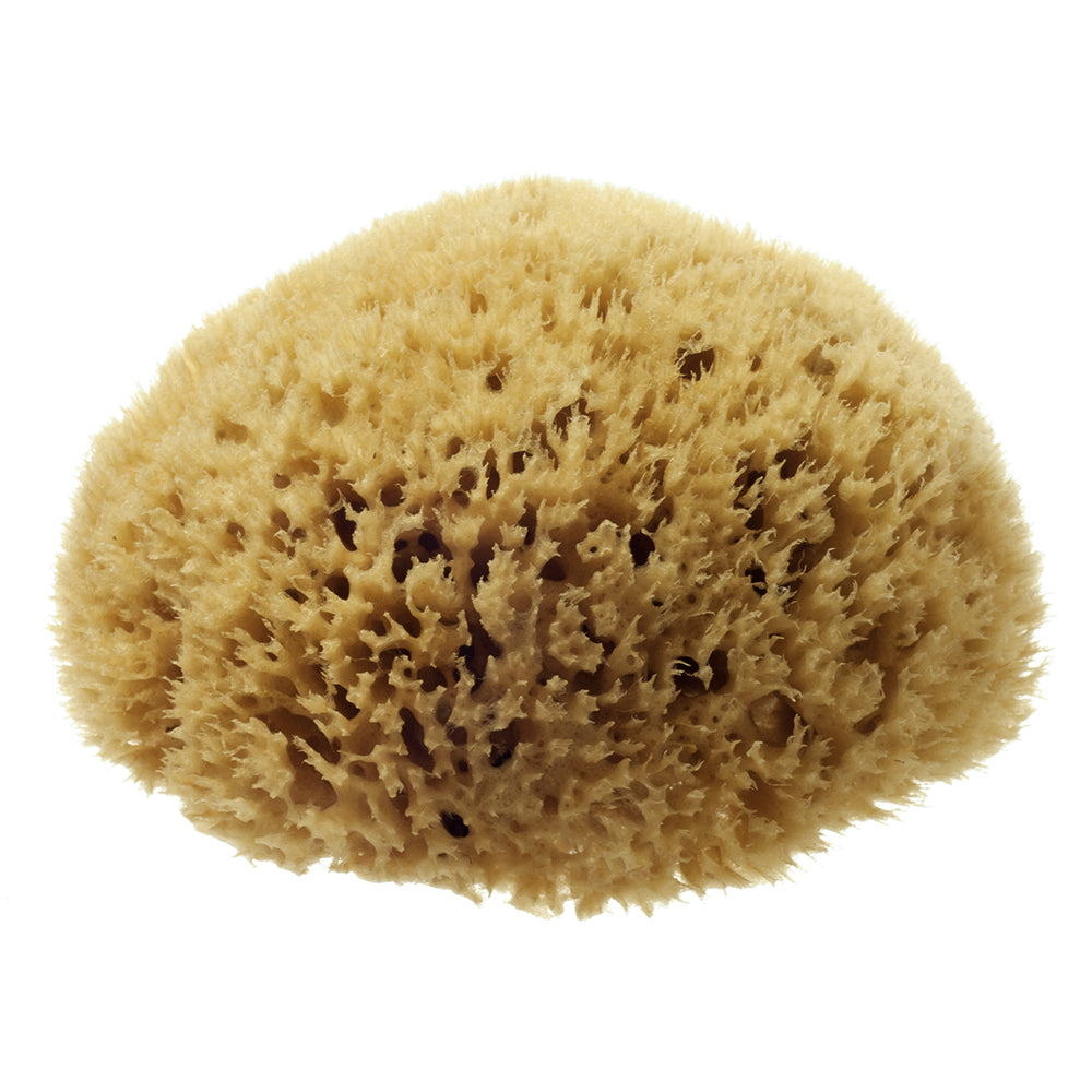Honeycomb Mediterranean Sponge